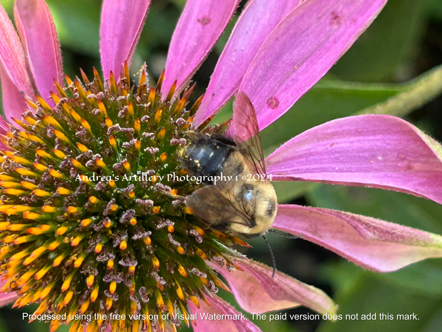 BEE PHOTO